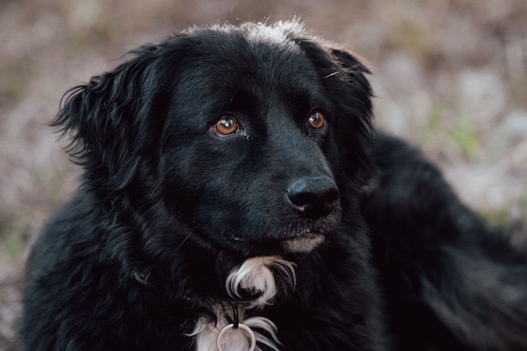 DIY Dog Treat Recipes and Premium Pet Care Services at Pawderosa Ranch in San Antonio, TX